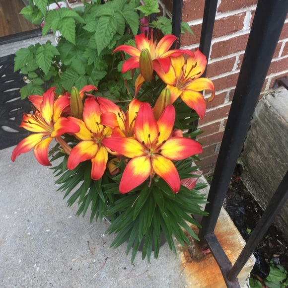 Meet your Posher, Catherine - Picture 1 of 1